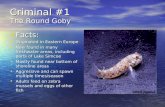 Criminal #1 The Round Goby Facts: Facts: Originated in Eastern Europe Originated in Eastern Europe Now found in many freshwater areas, including parts.