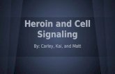 Heroin and Cell Signaling By: Carley, Kai, and Matt.