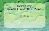 Heredity Mendel and His Peas Biology. First, Let’s Review! Sexual Reproduction Process of a sperm fertilizing an egg Gametes Sex cells (eggs, sperm)