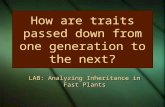 How are traits passed down from one generation to the next? LAB: Analyzing Inheritance in Fast Plants.