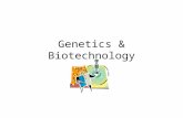 Genetics & Biotechnology. Selective Breeding Selective breeding – humans pick desired traits to go on to offspring Hybridization – using organisms with.
