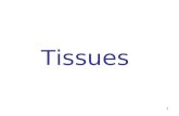 1 Tissues. Introduction Cells become specialized to perform specific functions –Tissues are: groups of similar cells that perform the same function Tissues.