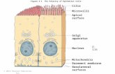 Figure 4-1 The Polarity of Epithelial Cells Cilia Microvilli Apical surface Golgi apparatus Nucleus Mitochondria Basement membrane Basolateral surfaces.