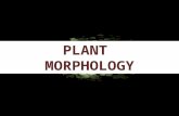 PLANT MORPHOLOGY. Morphology: branch of botany that deals with external features of plants. Anatomy: also known as Micro morphology of plants and plant.