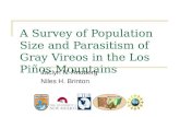 A Survey of Population Size and Parasitism of Gray Vireos in the Los Piños Mountains Jaclyn N. Andberg Niles H. Brinton.