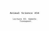 Animal Science 434 Lecture 15: Gamete Transport. Sperm Transport in the Male Tract Fluid Flow Cilia Fluid Flow Muscle Contractions.