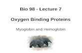 Bio 98 - Lecture 7 Oxygen Binding Proteins Myoglobin and Hemoglobin.