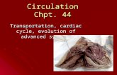 Circulation Chpt. 44 Transportation, cardiac cycle, evolution of advanced systems.