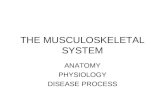 THE MUSCULOSKELETAL SYSTEM ANATOMY PHYSIOLOGY DISEASE PROCESS.