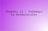 Chapter 12 – Pathways to Biomolecules. Biomolecules Biomolecules are molecules such as fats and oils, carbohydrates, proteins and nucleic acids that are.