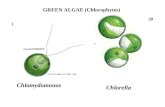 1 Chlamydomonas GREEN ALGAE (Chlorophytes) 20 Chlorella.