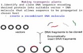 Making transgenic plants 1.Identify and clone DNA sequence encoding desired protein into suitable vector = DNA molecule that allows sequence to be propagated.