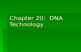 Chapter 20: DNA Technology. Important Terminology:  Recombinant DNA: DNA in which nucleotide sequences from 2 different sources (can be from different.