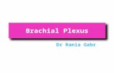 Brachial Plexus Dr Rania Gabr. Objectives Describe the brachial plexus Make a list of contributing spinal nerves. Discuss the general arrangement of this.