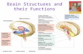 Brain Structures and their Functions. The Endocrine System  Endocrine System  the body’s “slow” chemical communication system  a set of glands that.