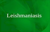 Leishmaniasis. Promastigotes of Leishmania Amastigote of Leishmania.