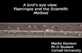 A bird’s eye view: Flamingos and the Scientific Method Marita Davison Ph.D Student Cornell University.