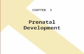 CHAPTER 3 Prenatal Development. Learning Outcomes LO1 Describe the key events of the germinal stage. LO2 Describe the key events of the embryonic stage.