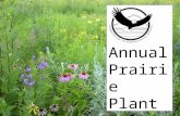 Annual Prairie Plant Sale 2014. Amorpha canescens Leadplant Family: Papilionaceae Category:Shrubs Height:24-36 in. (60-90 cm) Sun Exposure:Full Sun Bloom.