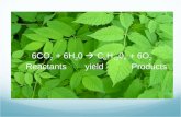 Photosynthesis 6CO 2 + 6H 2 0  C 6 H 12 0 6 + 6O 2 Reactants yield Products.