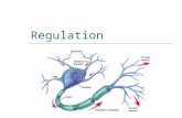 Regulation. Transmission of an Impulse  A resting neuron (not transmitting an impulse) has the following electrical charge Outside is positive (+) Inside.
