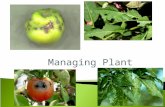 Managing Plant Pests.  MS‐LS2‐1 Analyze and interpret data to provide evidence for the effects of resource availability on organisms and populations.
