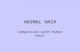 ANIMAL HAIR Comparison with Human Hair. ANIMAL HAIRS Animal hairs are classified into the following three basic types. Guard hairs that form the outer.
