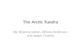 The Arctic Tundra By: Brianna Upton, Athena Anderson and Jasper Charles.