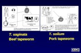 T. saginata Beef tapeworm T. solium Pork tapeworm.