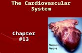 The Cardiovascular System Chapter #13 Human Heart.