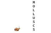 MOLLUSCSMOLLUSCS. MOLLUSCSMOLLUSCS - Molluscs Origin of the word mollusc: From the Latin word Mollis meaning soft Animals in this phylum include: Snails,