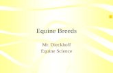 Equine Breeds Mr. Dieckhoff Equine Science. Terminology.