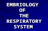 EMBRIOLOGY OF THE RESPIRATORY SYSTEM. Formation of Embryonic Disk (first three weeks) 15 days Gastrulation.