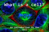 What is a cell? An introduction to the cell Section 7.1.