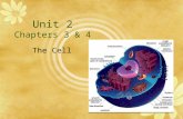 Unit 2 Chapters 3 & 4 The Cell. Essential Questions 1.What are cells? 2.How do we observe cells? 3.What are the parts of cells and what are their functions?