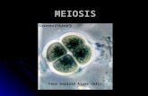 MEIOSIS Four haploid Algae Cells. MEIOSIS  “Cell Division which produces Gametes with half the number of chromosomes in the parent’s body.”  In humans,