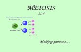 MEIOSIS 11-4 Making gametes… .