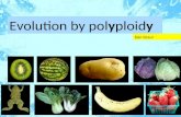 Evolution by polyploidy Dan Graur. Polyploidy = the addition of one or more complete sets of chromosomes to the original set. two copies of each autosome.