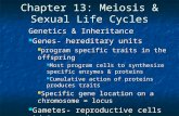 Chapter 13: Meiosis & Sexual Life Cycles Genetics & Inheritance Genes- hereditary units Genes- hereditary units program specific traits in the offspring.