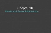 Chapter 10 Meiosis and Sexual Reproduction. Chromosome Numbers: 1.All sexually reproducing organisms have pairs of chromosomes. 2.Homologous Chromosomes:
