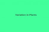 Variation in Plants. David S. Seigler Department of Plant Biology University of Illinois Urbana, Illinois 61801 USA seigler@life.illinois.edu .