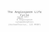 The Angiosperm Life Cycle & Angiosperm synapomorphies (Archaefructus, 125 MYBP) Page 63, Judd & Campbell.