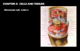 CHAPTER 3: CELLS AND TISSUES Microscope Lab: Letter e.