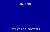 THE ROOT STRUCTURE & FUNCTIONS. FUNCTIONS Water & nutrient absorption Anchor the plant to the soil Storage Perception of gravity (root cap)