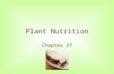 Plant Nutrition Chapter 37. Uptake of nutrients happens in roots and leaves. Roots, through mycorrhizae and root hairs, absorb water and minerals from.