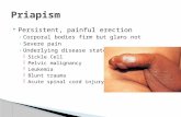 Persistent, painful erection ◦ Corporal bodies firm but glans not ◦ Severe pain ◦ Underlying disease state  Sickle Cell  Pelvic malignancy  Leukemia.