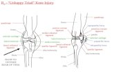 R x - “Unhappy Triad” Knee Injury femur tibia fibula tibial tuberosity articular cartilage lateral meniscus medial meniscus lateral meniscus articular.
