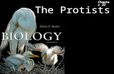 The Protists Chapter 22. The Protists 2OutlineProtist Biology Protist Evolution Protist Diversity GGGGreen Algae RRRRed Algae BBBBrown Algae.