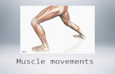 Muscle movements. Types of muscle contractions We have said so far that muscles will contract or shorten via the sliding filament theory This is true,
