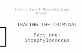 TRACING THE CRIMINAL Part one: Straphylococcus Institute of Microbiology shows: